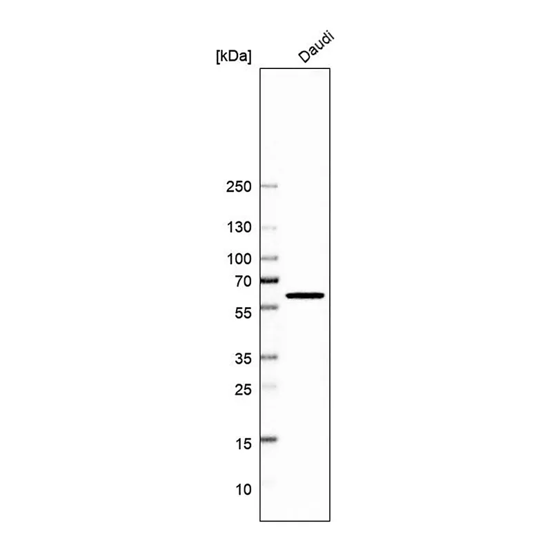 Merck Anti-QRSL1 antibody produced in rabbit