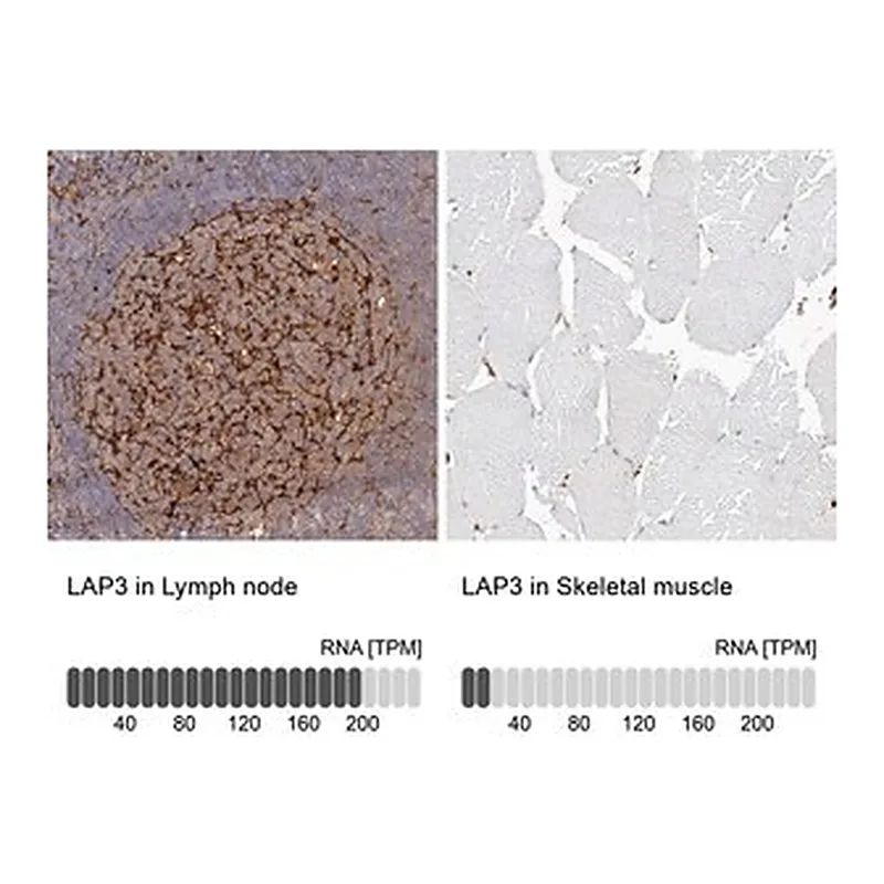 Merck Anti-LAP3 antibody produced in rabbit
