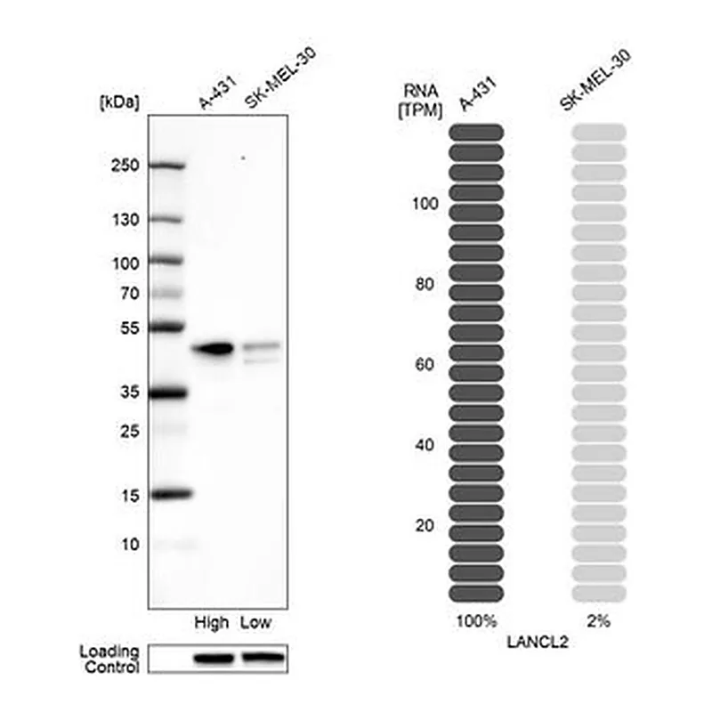 Merck Anti-LANCL2 antibody produced in rabbit
