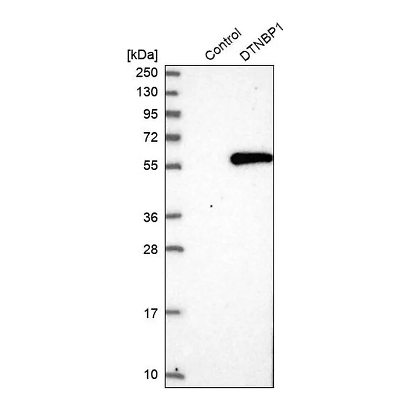 Merck Anti-DTNBP1 antibody produced in rabbit