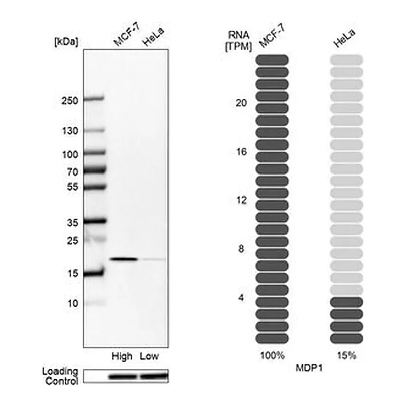 Merck Anti-MDP1 antibody produced in rabbit