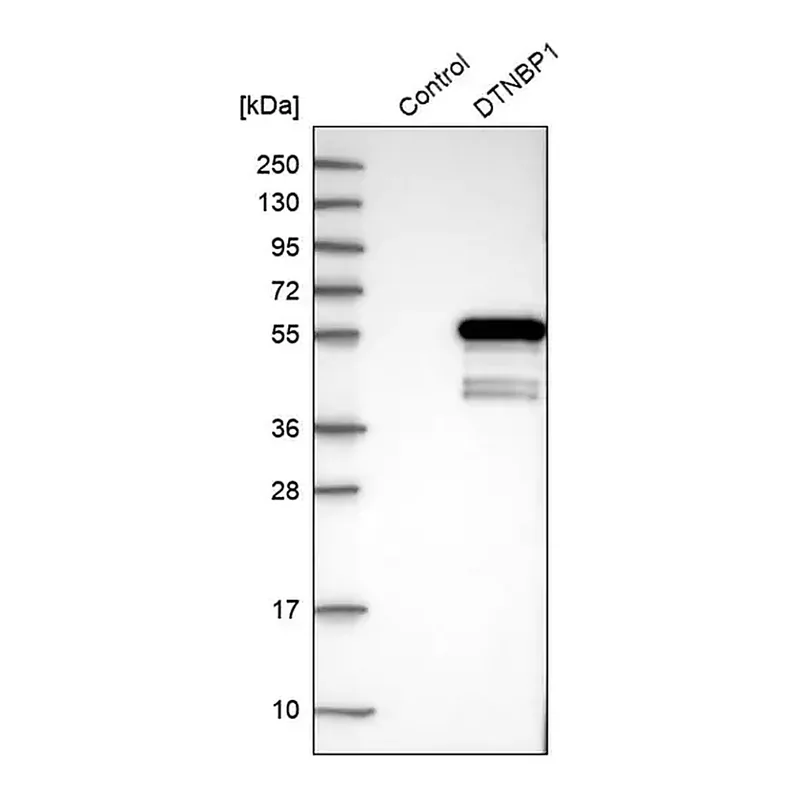 Merck Anti-DTNBP1 antibody produced in rabbit