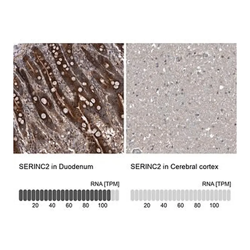 Merck Anti-SERINC2 antibody produced in rabbit
