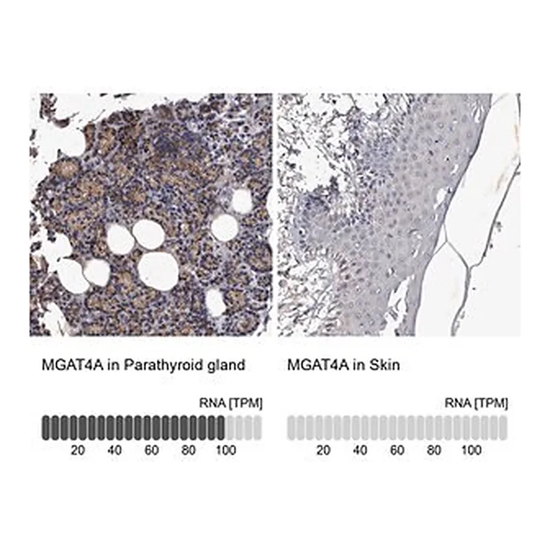 Merck Anti-MGAT4A antibody produced in rabbit