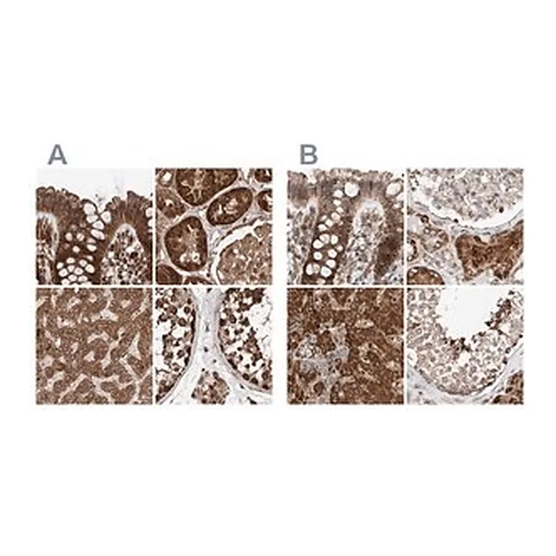 Merck Anti-ZSCAN29 antibody produced in rabbit