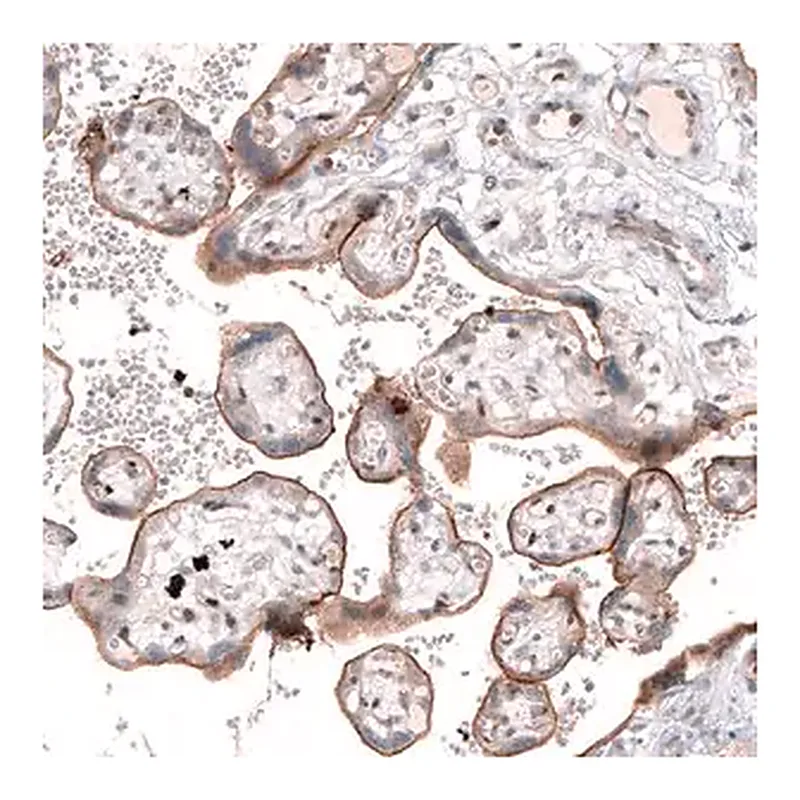 Merck Anti-TSPAN13 antibody produced in rabbit