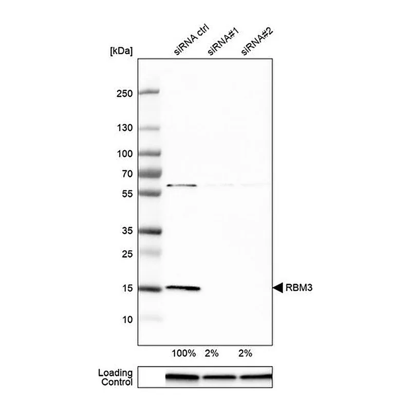Merck Anti-RBM3 antibody produced in rabbit