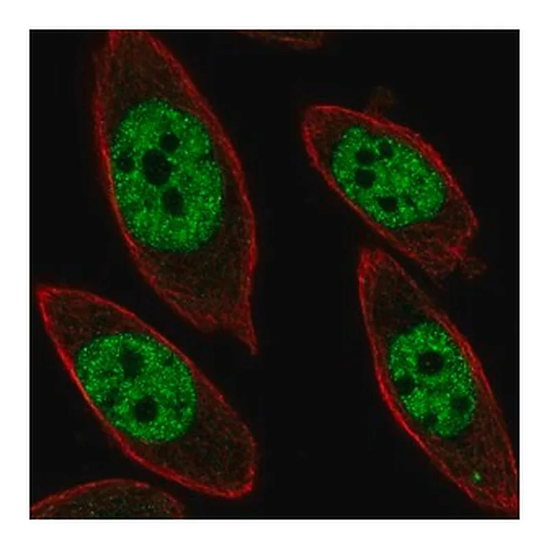 Merck Anti-UBP1 antibody produced in rabbit