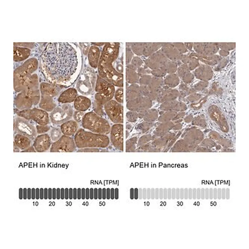 Merck Anti-APEH antibody produced in rabbit