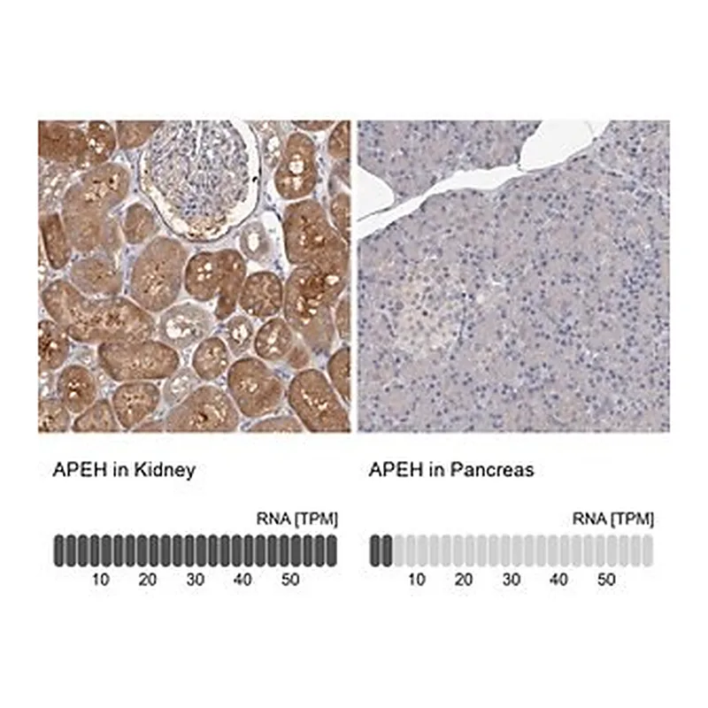 Merck Anti-APEH antibody produced in rabbit
