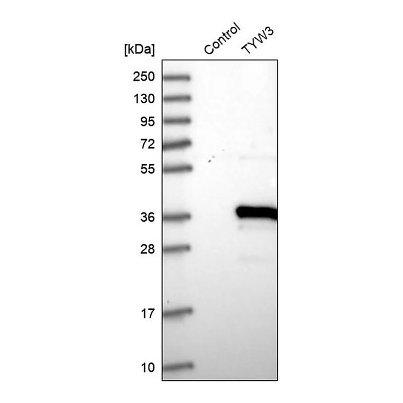 Merck Anti-TYW3 antibody produced in rabbit