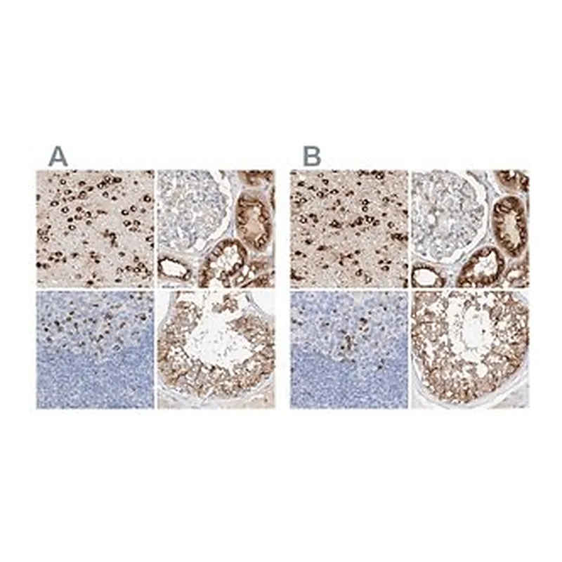 Merck Anti-MAP7 antibody produced in rabbit