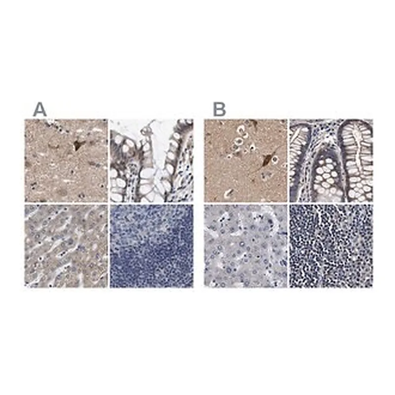 Merck Anti-MARCH7 antibody produced in rabbit