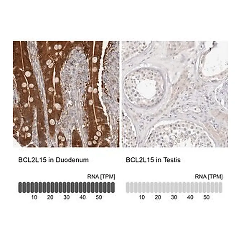 Merck Anti-BCL2L15 antibody produced in rabbit