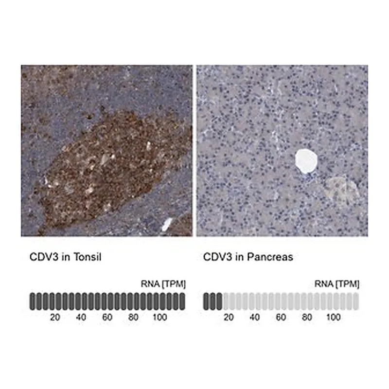 Merck Anti-CDV3 antibody produced in rabbit