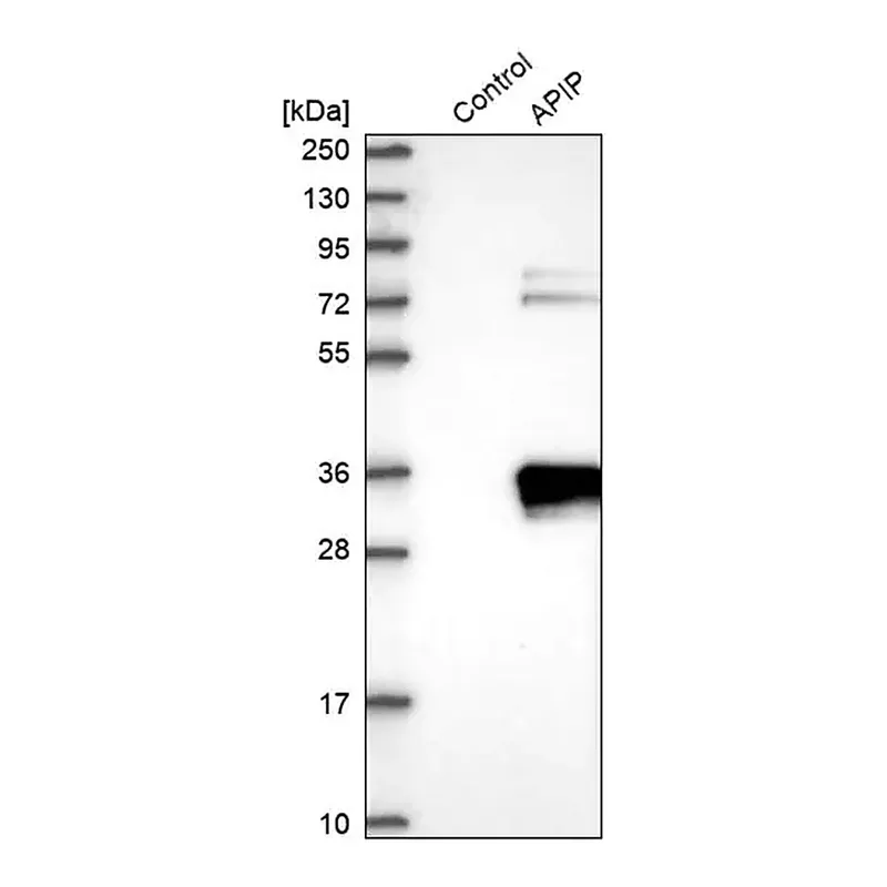Merck Anti-APIP antibody produced in rabbit