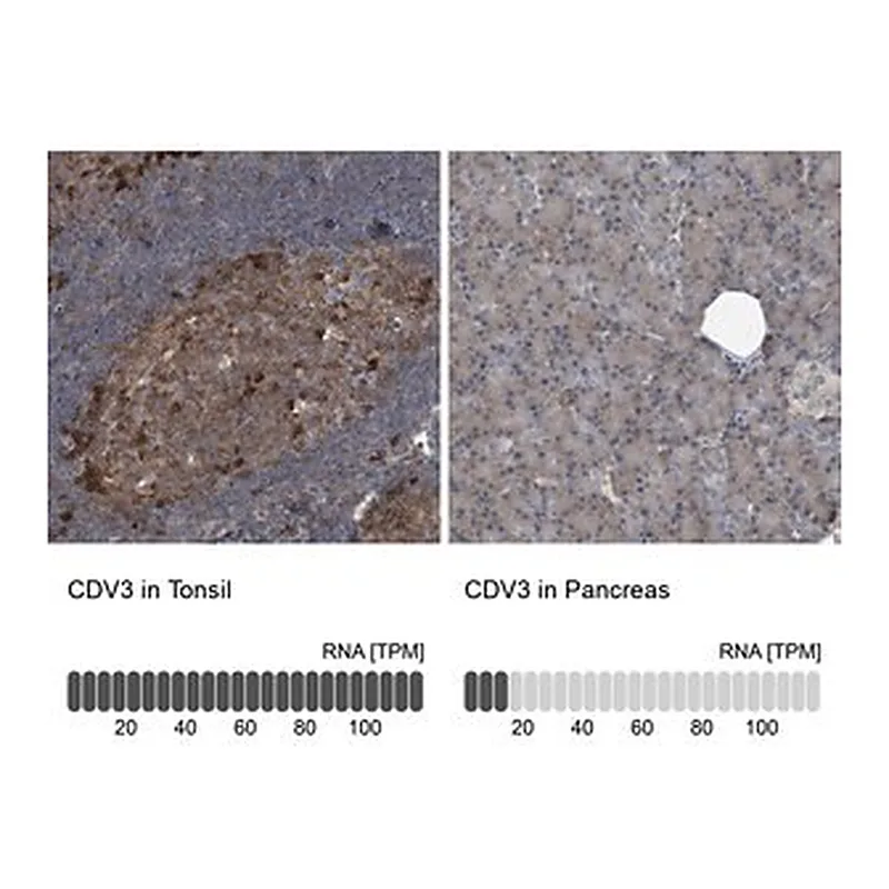 Merck Anti-CDV3 antibody produced in rabbit