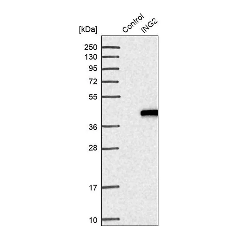 Merck Anti-ING2 antibody produced in rabbit