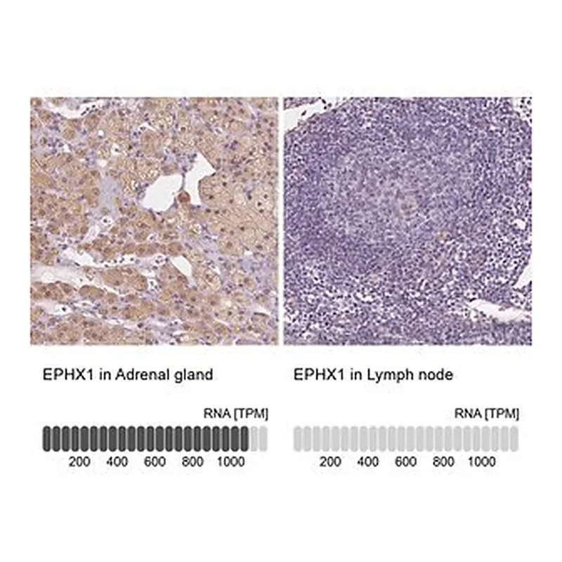 Merck Anti-EPHX1 antibody produced in rabbit