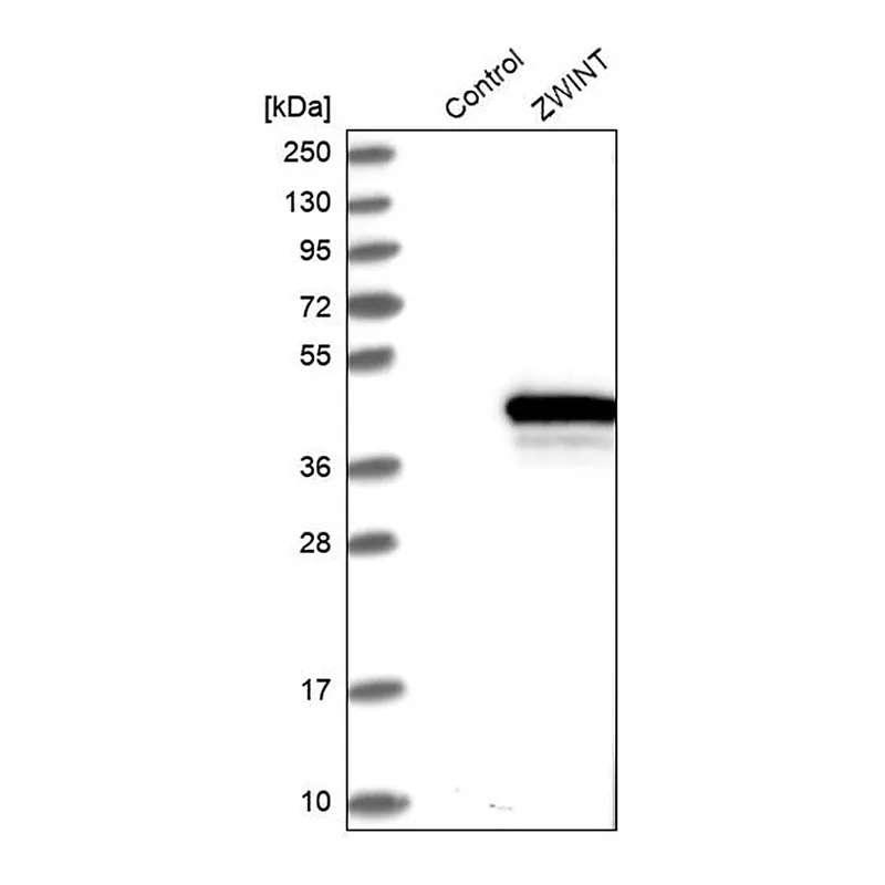 Merck Anti-ZWINT antibody produced in rabbit