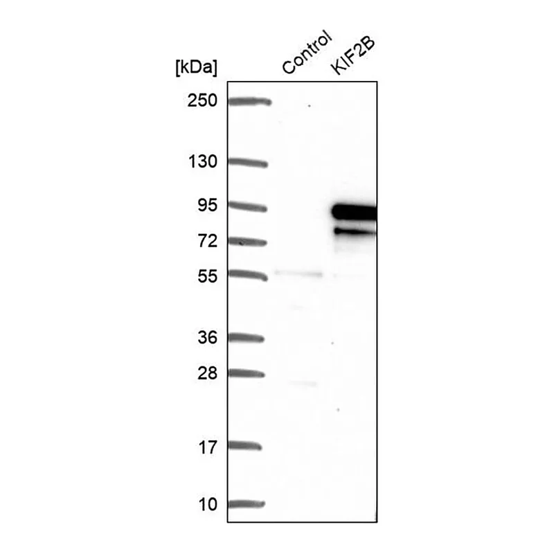 Merck Anti-KIF2B antibody produced in rabbit