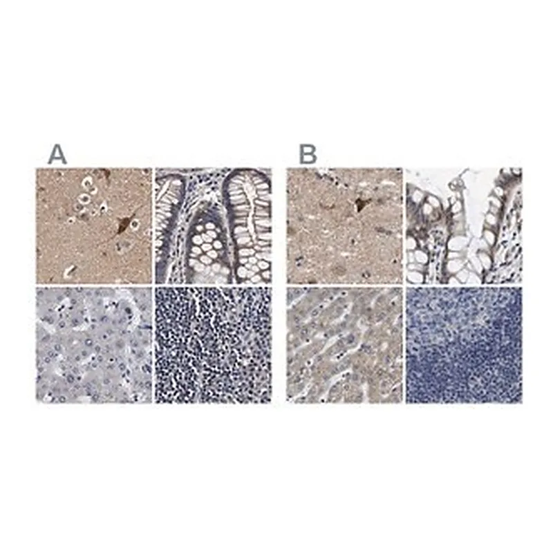 Merck Anti-MARCH7 antibody produced in rabbit