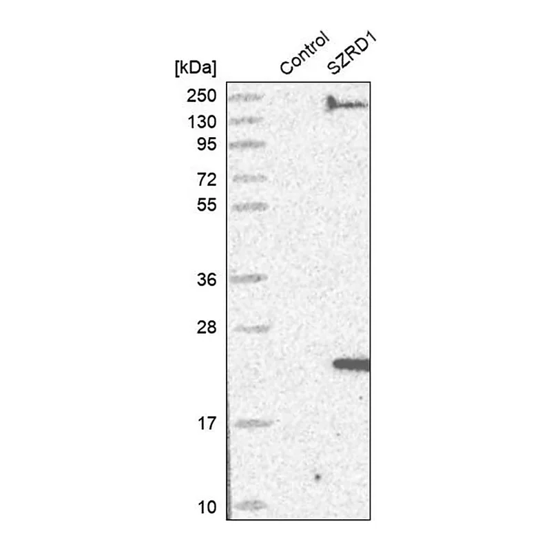Merck Anti-SZRD1 antibody produced in rabbit
