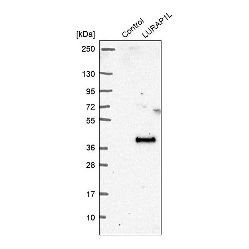 Merck Anti-LURAP1L antibody produced in rabbit