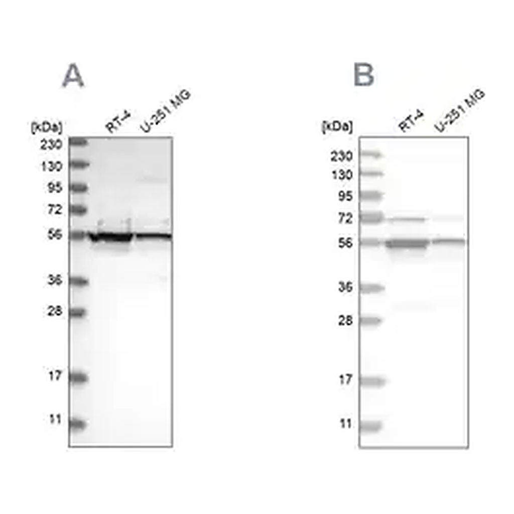 Merck Anti-DDX6 antibody produced in rabbit