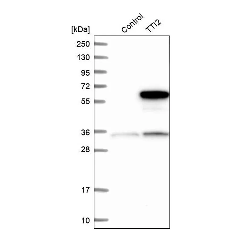 Merck Anti-TTI2 antibody produced in rabbit