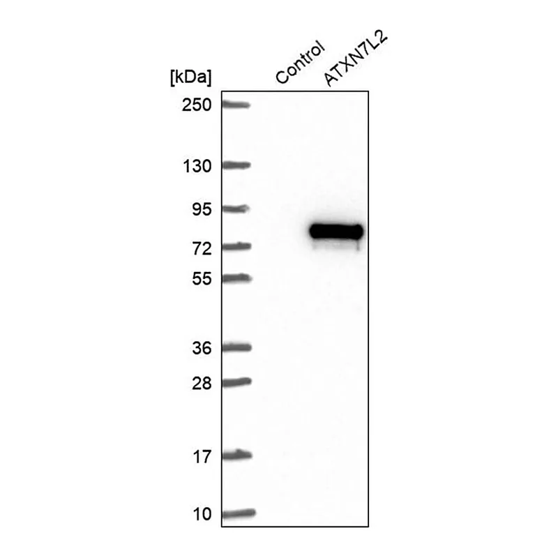 Merck Anti-ATXN7L2 antibody produced in rabbit