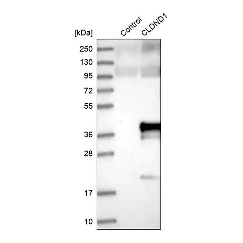 Merck Anti-CLDND1 antibody produced in rabbit