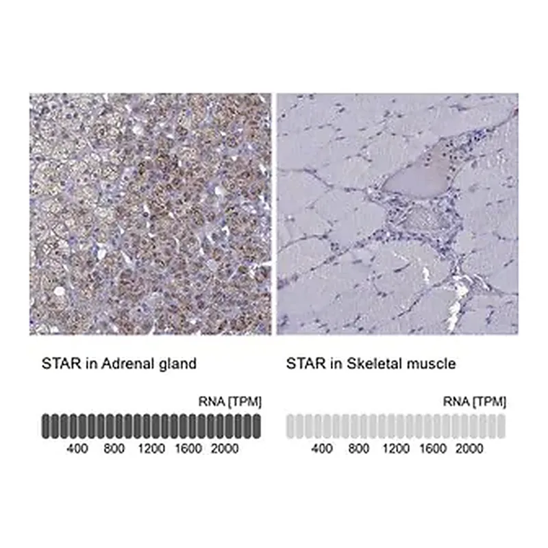 Merck Anti-STAR antibody produced in rabbit