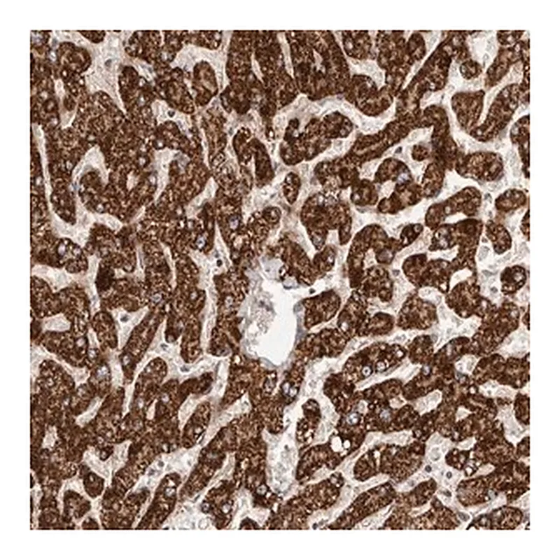 Merck Anti-SLC25A20 antibody produced in rabbit