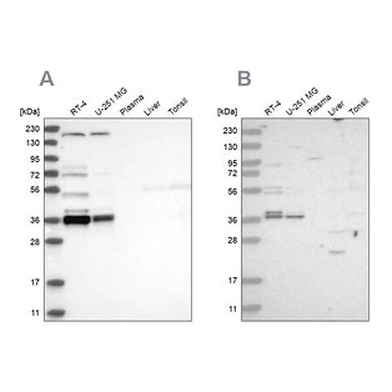 Merck Anti-C1orf131 antibody produced in rabbit