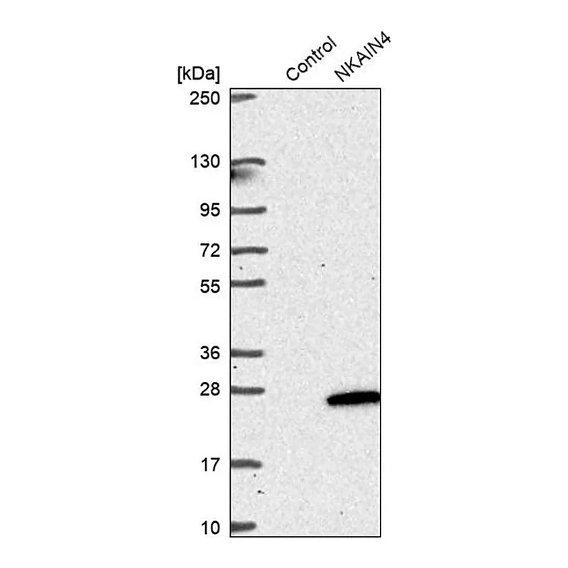 Merck Anti-NKAIN4 antibody produced in rabbit
