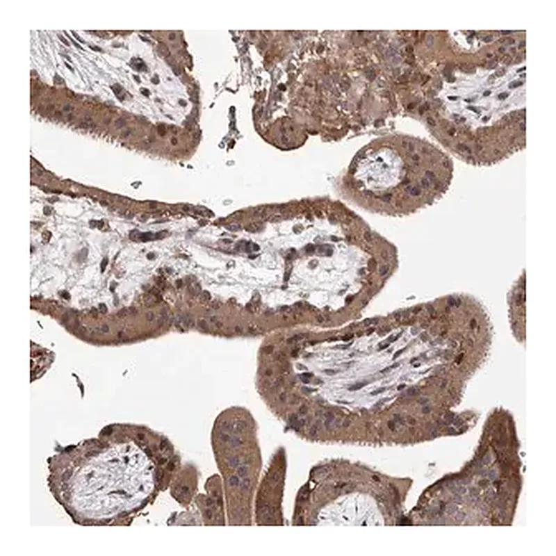 Merck Anti-GADD45B antibody produced in rabbit