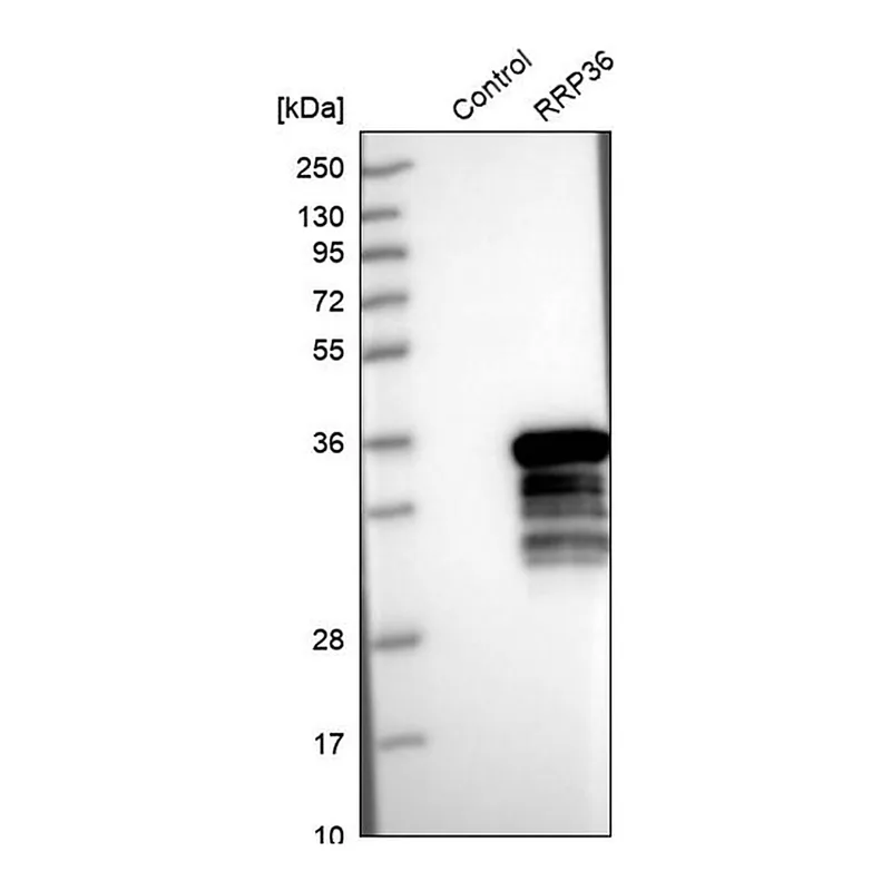 Merck Anti-RRP36 antibody produced in rabbit