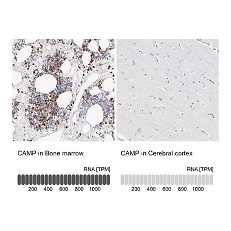 Merck Anti-CAMP antibody produced in rabbit