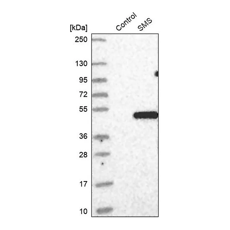 Merck Anti-SMS antibody produced in rabbit
