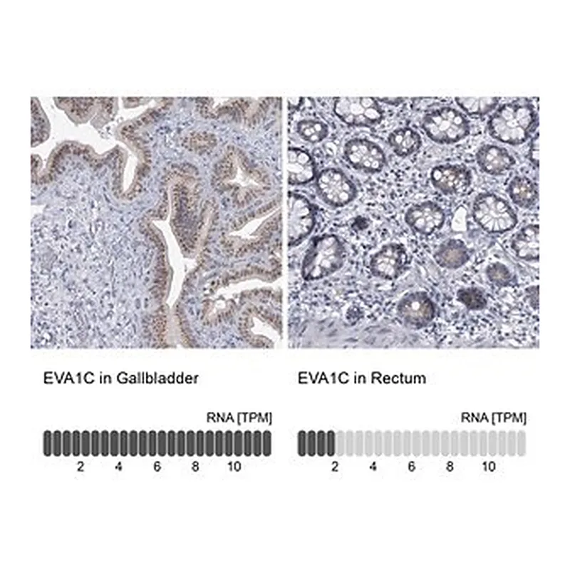 Merck Anti-EVA1C antibody produced in rabbit