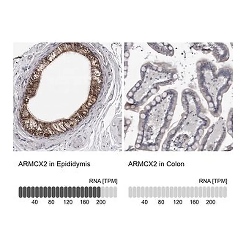 Merck Anti-ARMCX2 antibody produced in rabbit