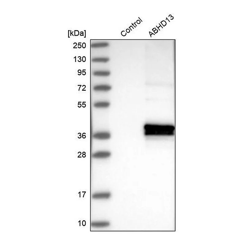 Merck Anti-ABHD13 antibody produced in rabbit