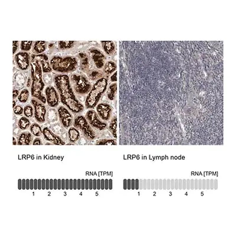 Merck Anti-LRP6 antibody produced in rabbit