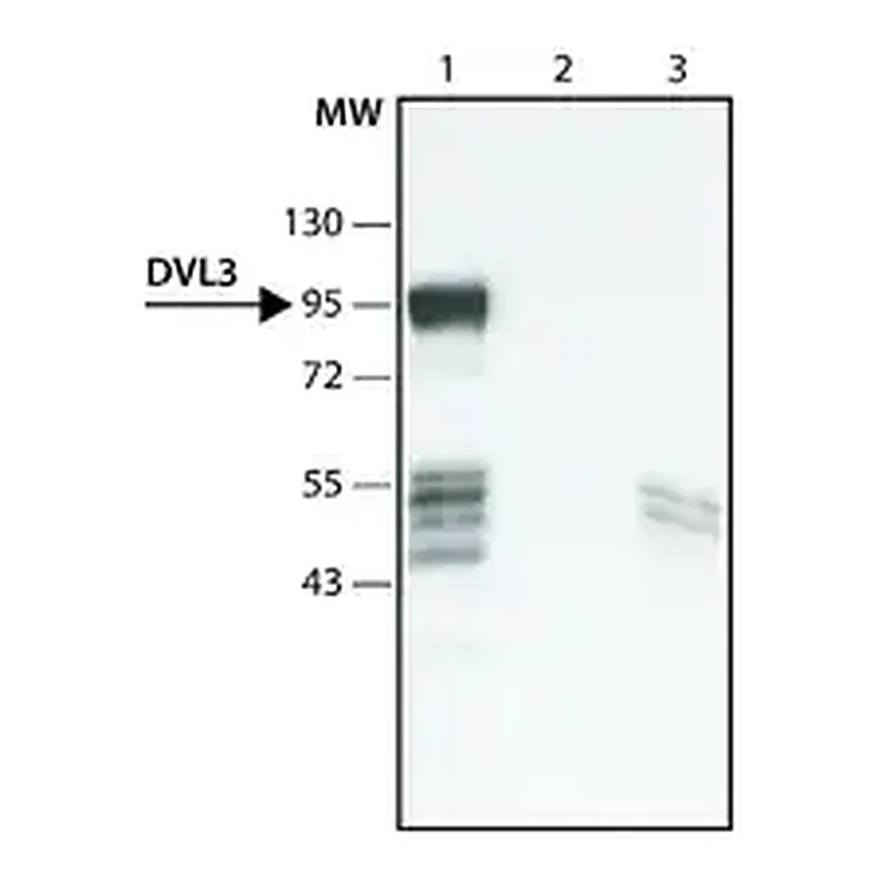 Merck Anti-DVL3 (C-terminal region) antibody produced in rabbit