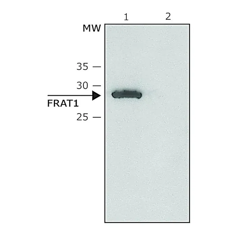 Merck Anti-FRAT1 antibody produced in rabbit