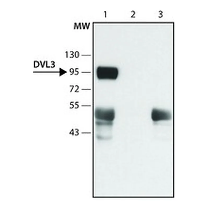 Merck Anti-DVL3 (N-terminal) antibody produced in rabbit