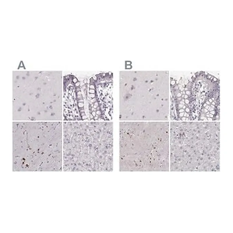 Merck Anti-RUNDC3A antibody produced in rabbit