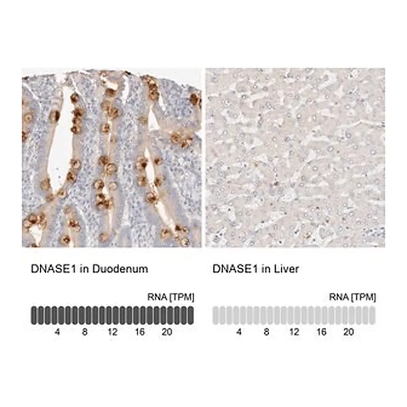 Merck Anti-DNASE1 antibody produced in rabbit