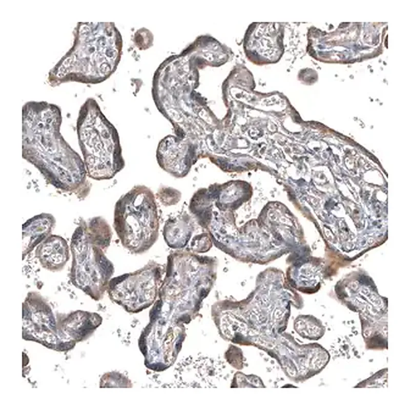 Merck Anti-GADD45G antibody produced in rabbit